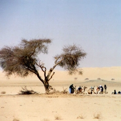 tenere desert